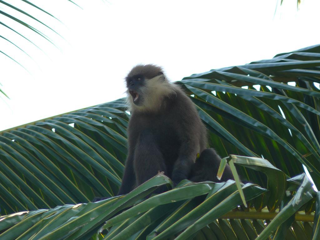 Karl Holiday Bungalow Kalutara Buitenkant foto